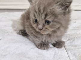 British short haired cross kitten for sale
