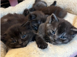 4x Female British Shorthair Cross Kittens