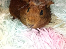 Boy piggy, 10 weeks old