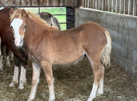 Welsh a type colts