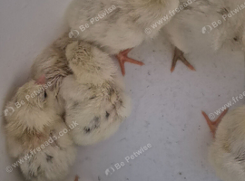 Barnyard mix day old chicks