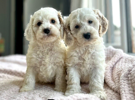 Stunning colour cockapoo puppies available now
