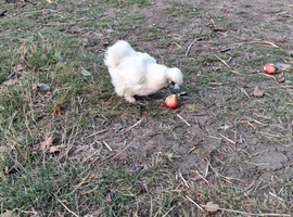 2 white Silkie hens