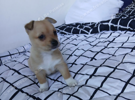 Lovely pomchi