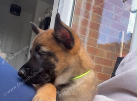 Beautiful Belgium Shepard Dog