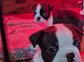 KC registered Boston terrier puppies