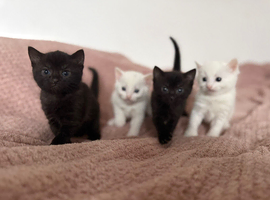 Bombay cat x Russian short hair kittens