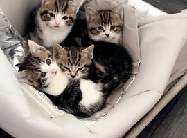 Cute kittens for sale
