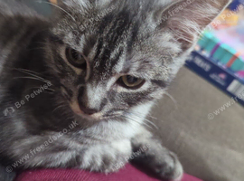 Bengal kitten (silver/black)