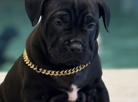 Lovely puppy for sale