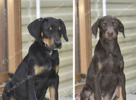 Unique hybrid dobermann puppies