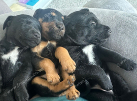 Puppies