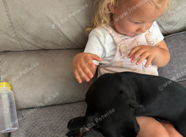 Miniature dachshund