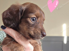 Long haired mini dachshund