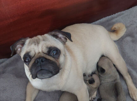 Beautiful Genuine Pug Puppies &ndash; 1 Girl & 1 Boy Available