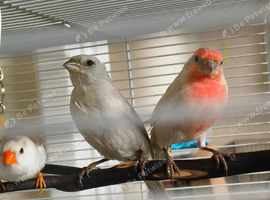 Pair of opal Mexican house finches