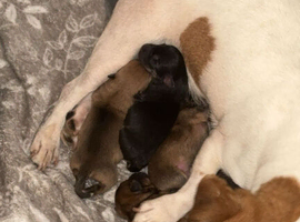 Jack Russell x German spitz x 4 boys