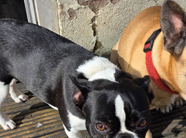 Dog for sale