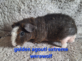 2 pairs of bonded skinny pig boys