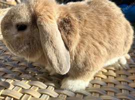 2 year old mini lop buck.