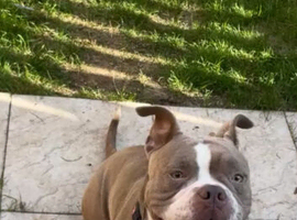 Old tyme bulldog fifth generation pedigree for sale