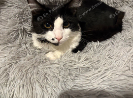 7 month old cat looking for forever home