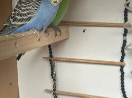 Love baby budgie in  Dagenham in Barking and Dagenham