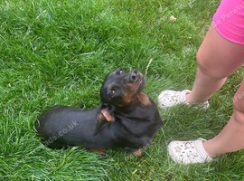 Sziszi looking for ever home