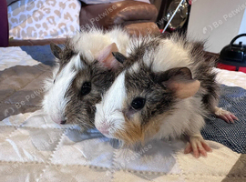 2 baby boy long haired guinea pig brothers 8 weeks