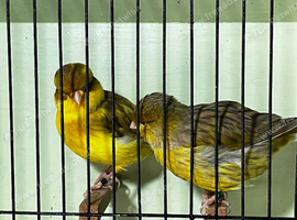 Norwich canary pair