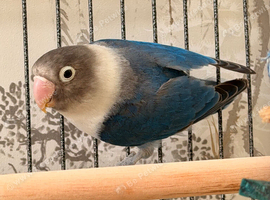 Dark blue lovebird for sale.