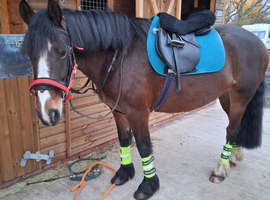 15hh Welsh Type 6 Year Old  Mare
