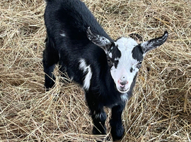 Adorable little Pigmy wether cross