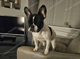 Female Frenchie