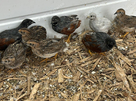 Quails
