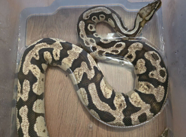 3 ball pythons