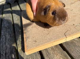 Stunning Californian & Swiss guinea pigs
