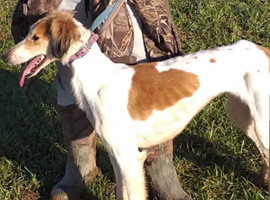 Upcoming Saluki Litter &ndash; Born Around the 5th June . Reservations Open