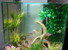 FREE....    Fluval edge fish tank with fish