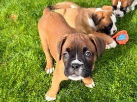 Beautiful Boxer Puppies