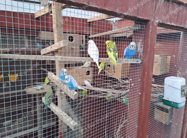 Budgies for sale.....