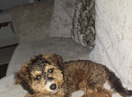 Cockapoo Girl F1b