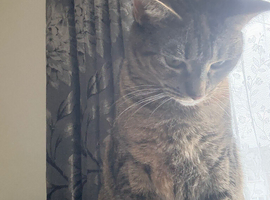 Beautiful 2 yr old female cat
