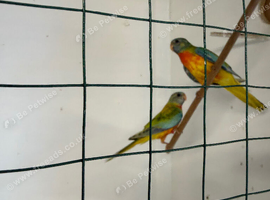 Splendid parakeets for sale