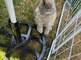 Female rabbit & some accessories