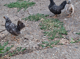 Trio of young Seramas seeks loving home