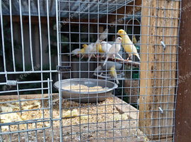 Birds for sale