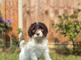 Australian labradoodles - Ready Now