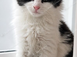 5 month old****Rehome Cat/Kitten