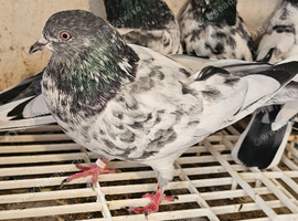 Pakistani highflyer pigeons for sale